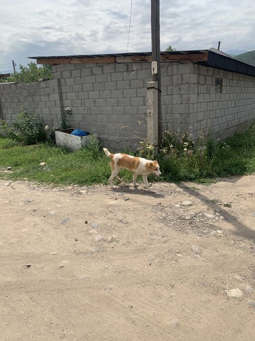 Продам шенка алабай девочка