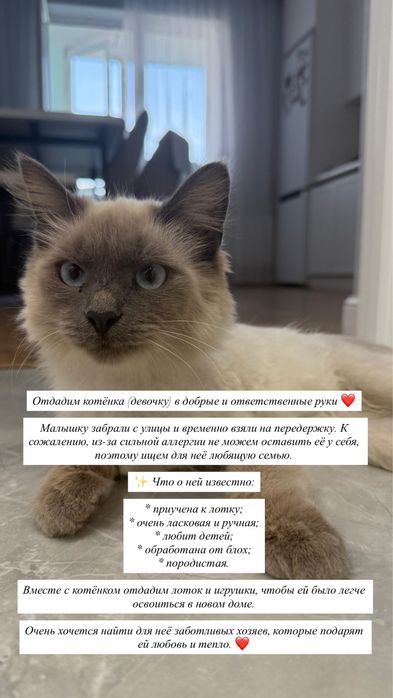 Кошку в добрые руки