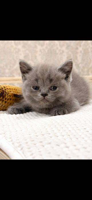 Britanskiy kotyata premium klass