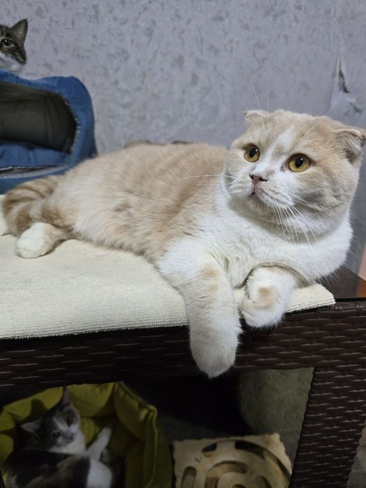 Кошечки в хорошие руки