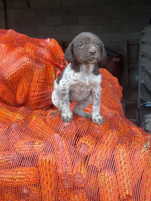 Продаётся щенок дратхара