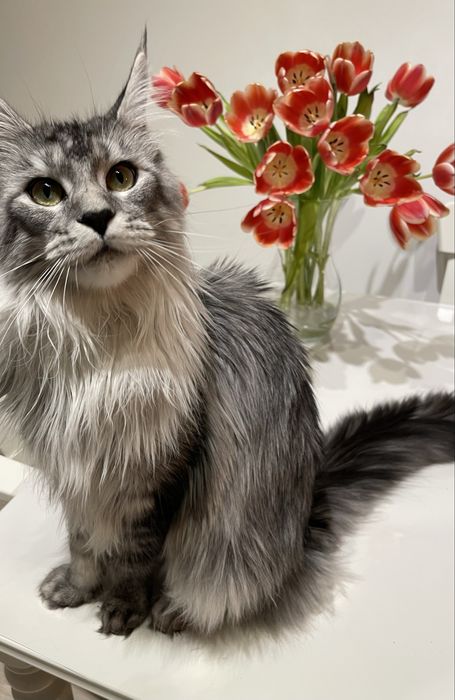 Femela Maine Coon