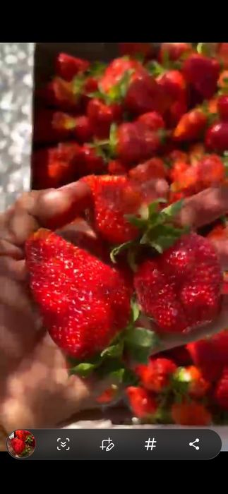 Клубника на оптом от 500кг