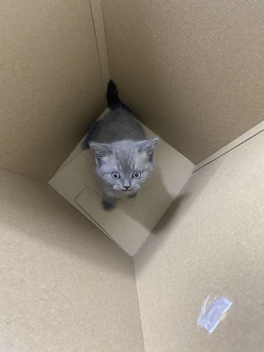 Продаётся шотландский котёнок (серого окраса)