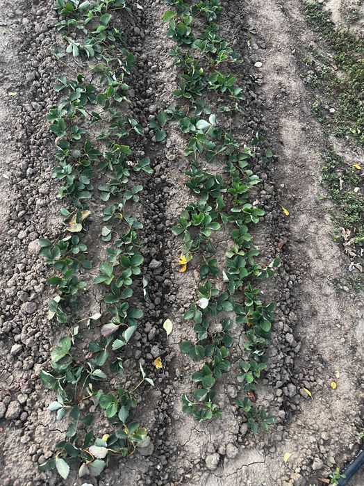 Ягоди разсад клери, магнус, дар селект