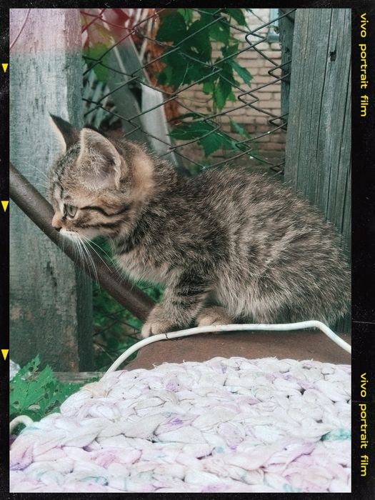 Отдам котят в добрые руки