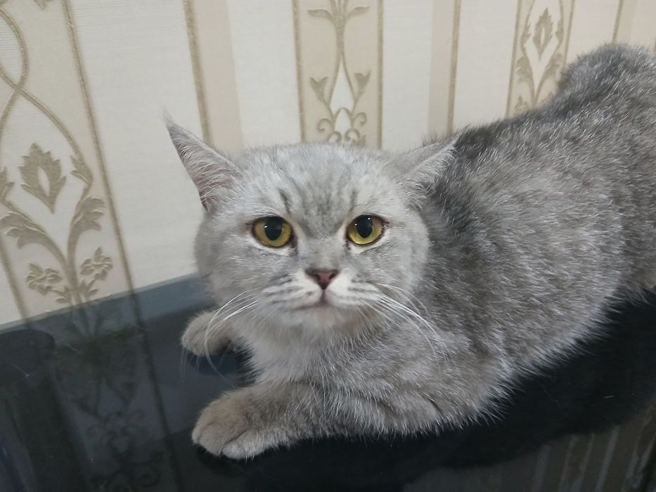 Отдам в хорошие руки