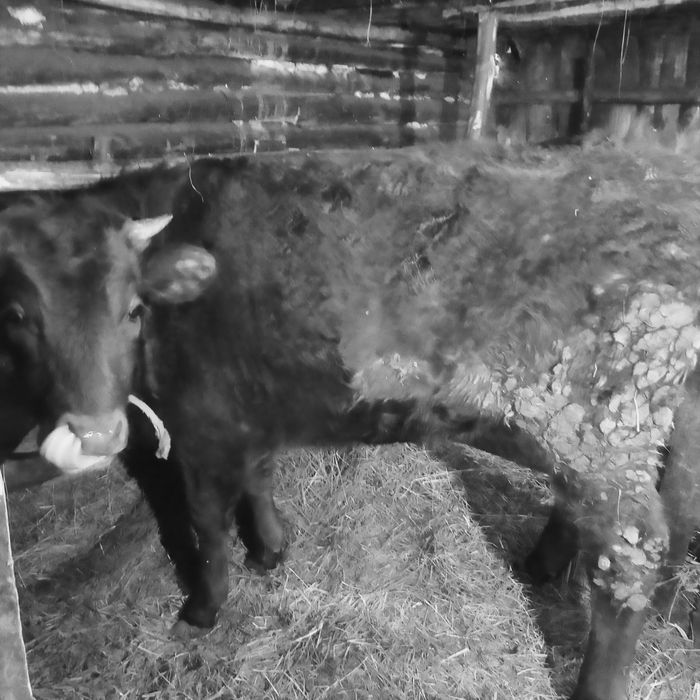 Продам нетеля первотелку