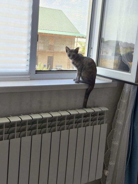 Кошка 2.5 месяцев