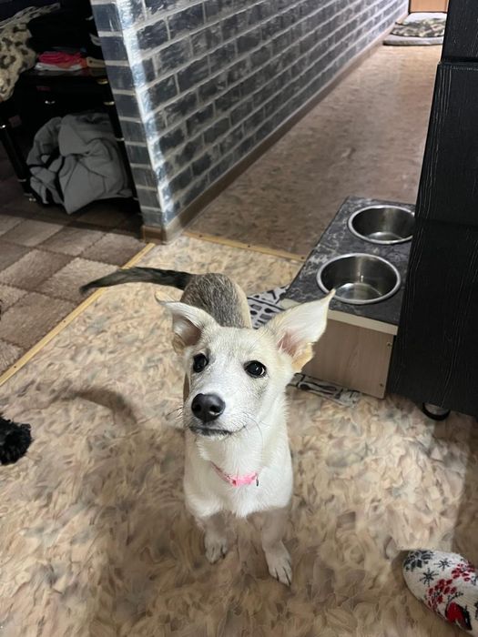 Бесплатно отдам щенка