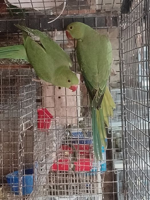 Papagali Micu Alexandru