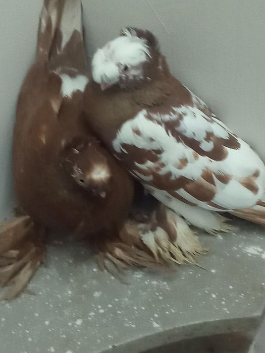 Срочно продаётся две чини самка и самец  г. Туркестане