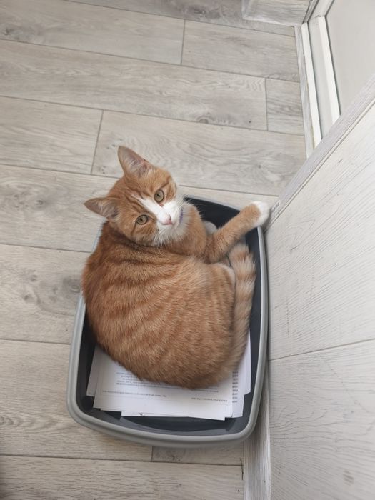 Рыжий кот потеряшка ищет дом!