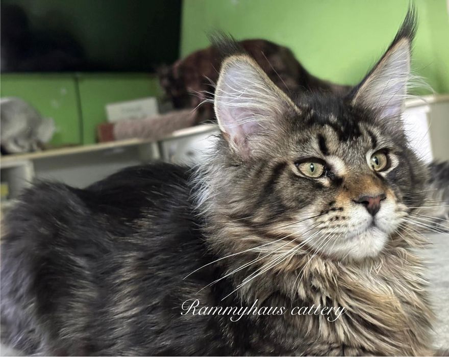 Felisa autorizata WCF, vinde pisoi cu pedigree, rasa Maine coon