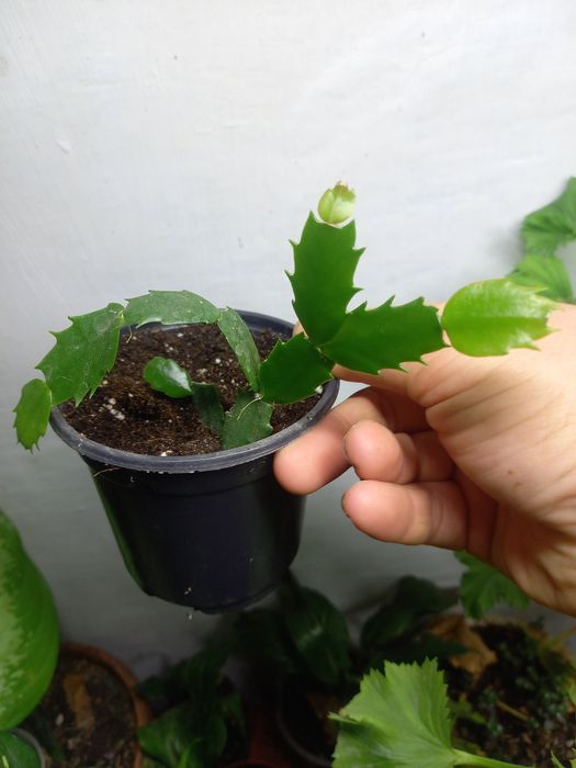 Продам комнатные растения