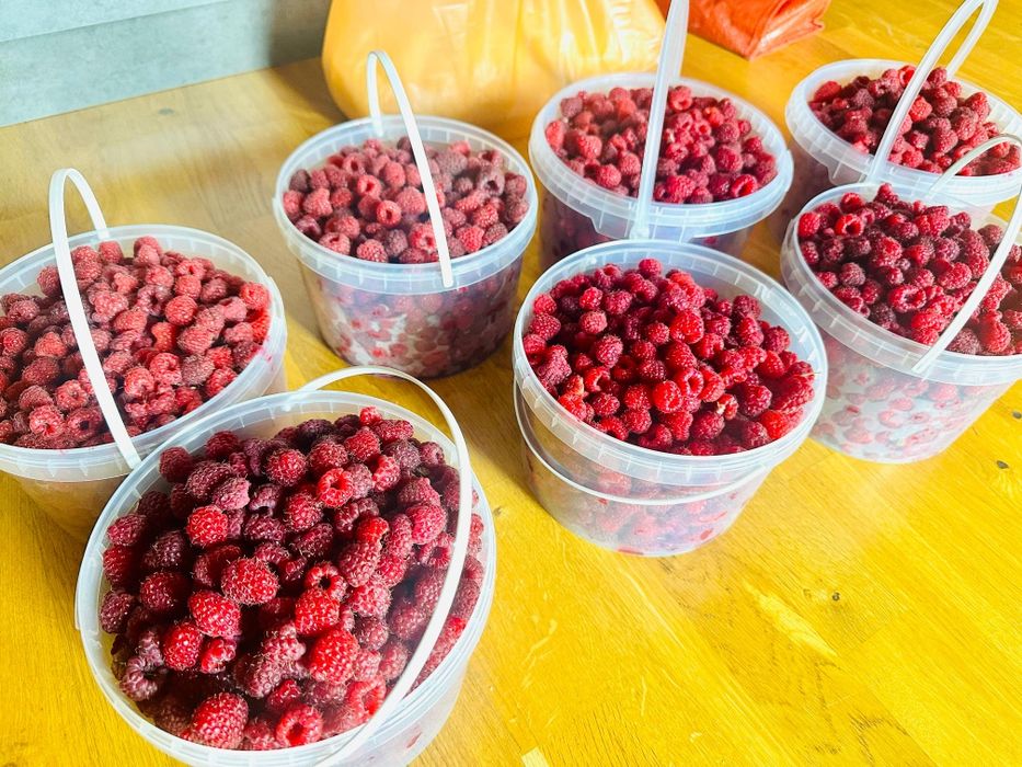 Продам саженцы малины ремонтантные сорта