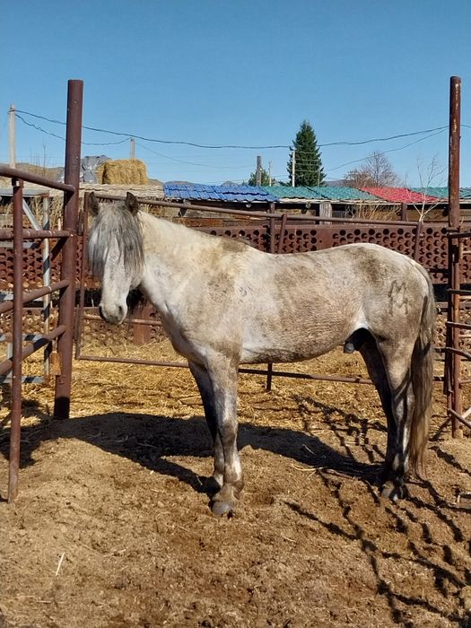 Продам жеребца возраст 8 лет