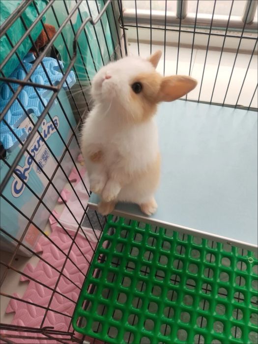 Bola ichidagi gaplarni aytadigan joy