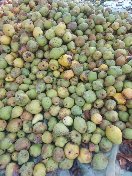 Prune tuica anaspet și pere gutui