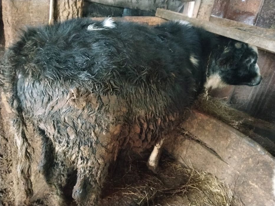 Корова 8месяц откорм