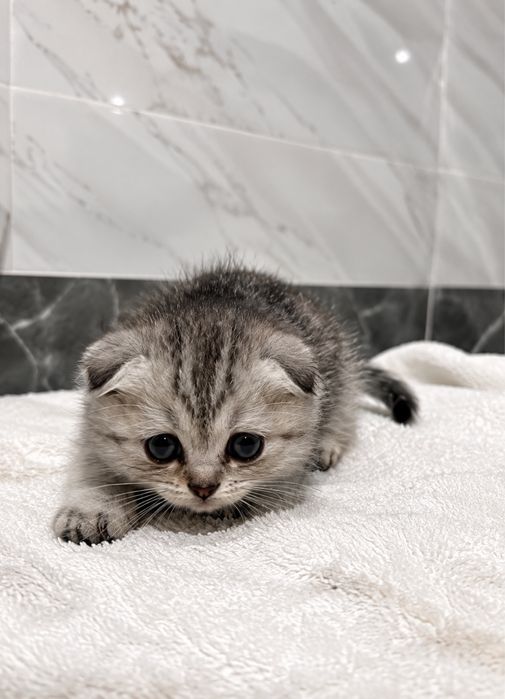 Котенок шотландский вислоуха