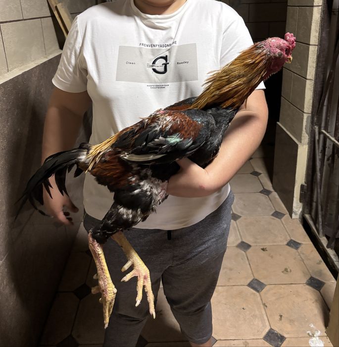 Дакан Кореец туляк