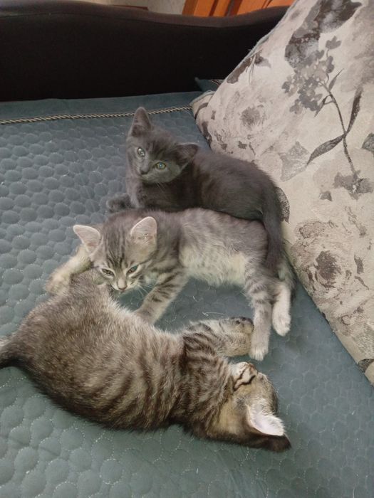 Отдам котят мальчики