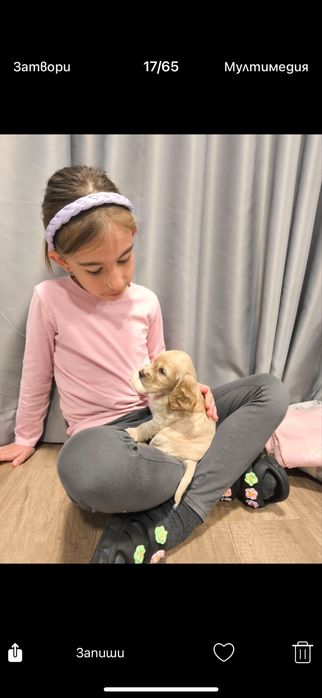 Кокер шпаньол  Ваксинирани с паспорт