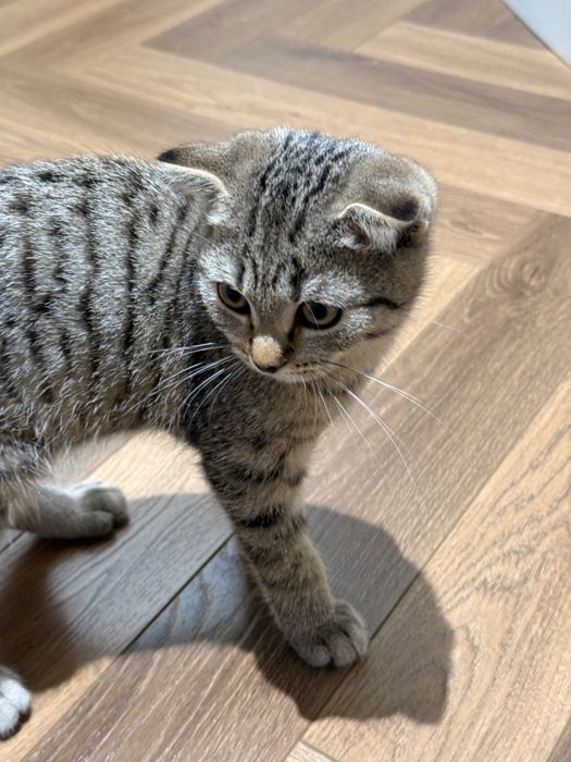 Котенок вислоухий