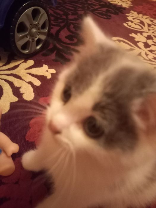 Котята  мальчики один месяц