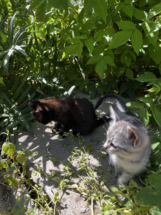 Котята 2 месяца , мальчики