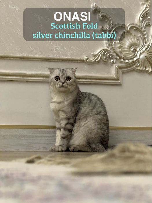 Zotdor toza qon mushuchalarimiz sotuvda 3 ta qoldi ! Shoshilamiz