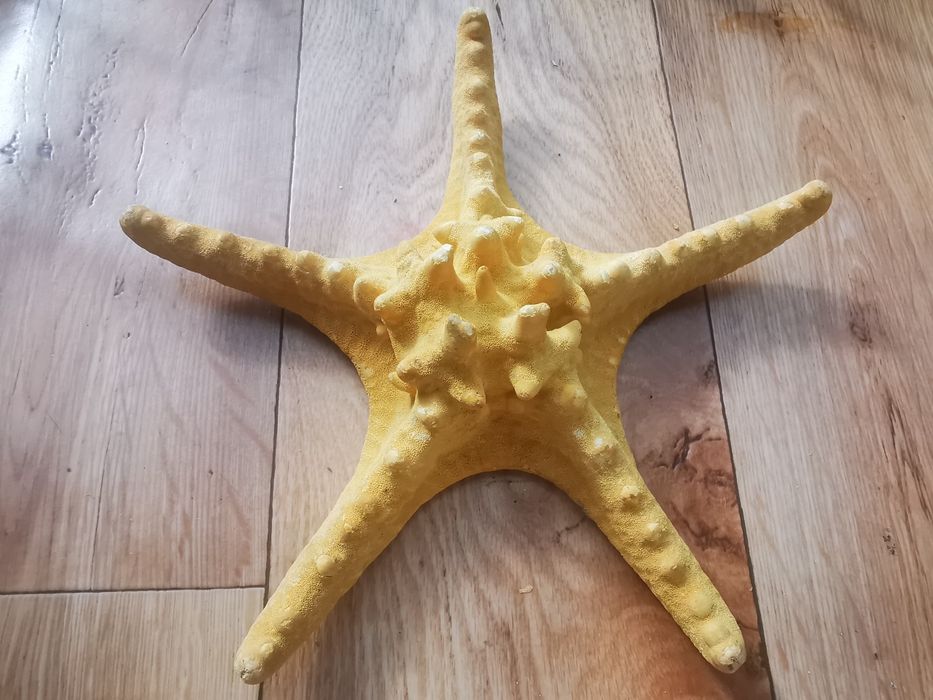 Stea de mare fosilizata /  Decoratiune stea de mare deosebita