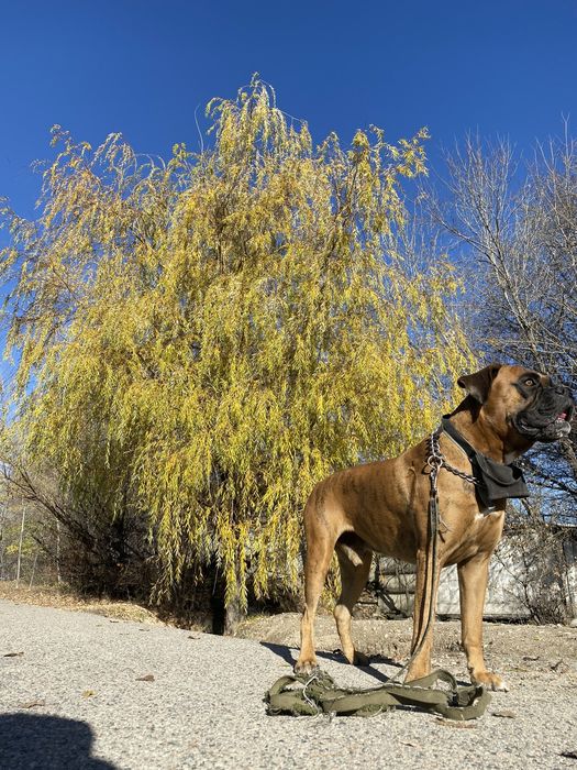 Вязка кобель немецкий боксер