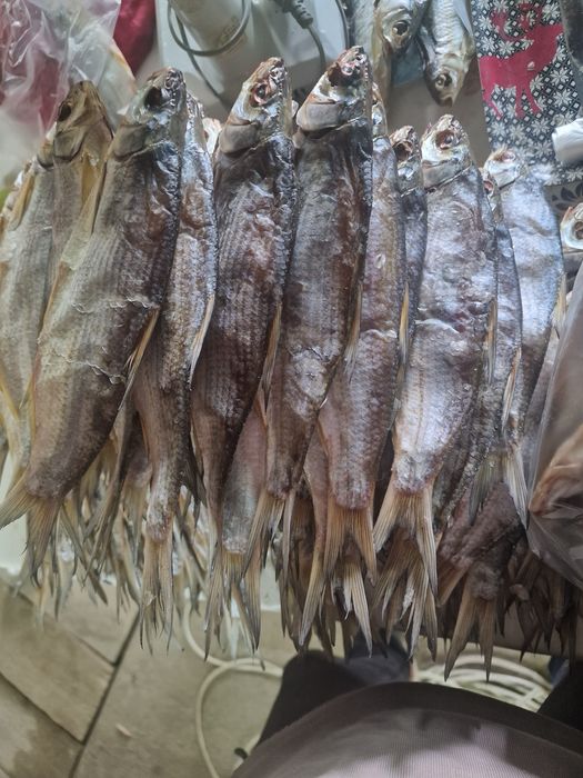 Балық рыбец, қақталған. Сушеный рыбец.