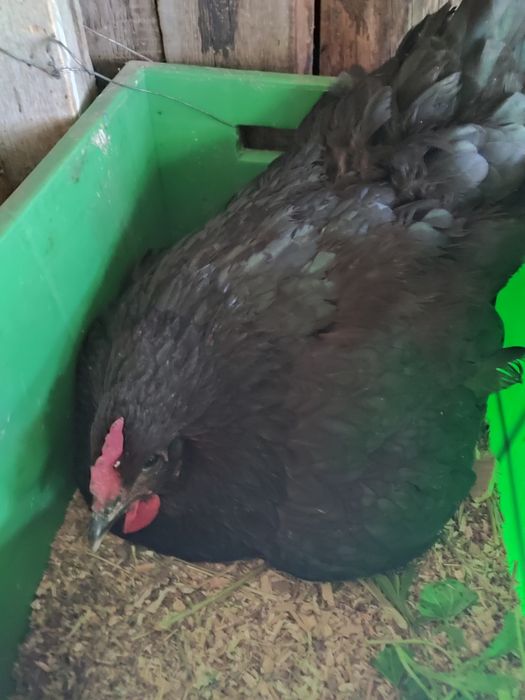 Квочка Австролорпа