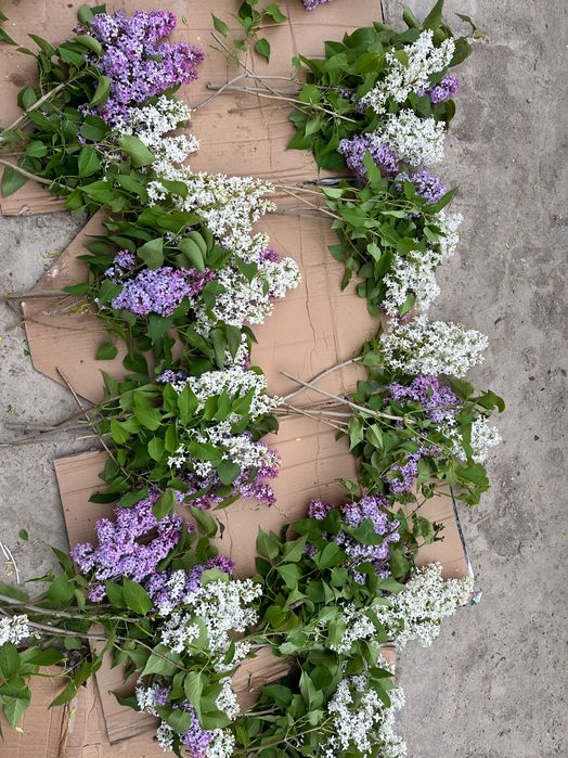 Сирень букет от 1000 тг