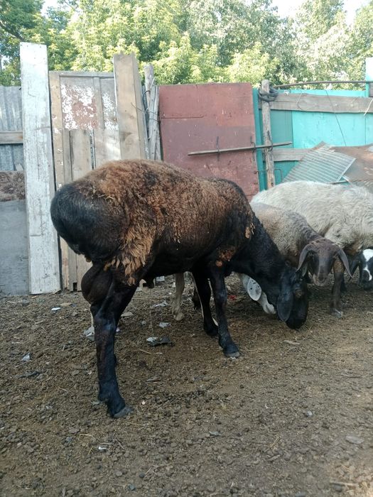 Продам Едильбайский кошкар на развод