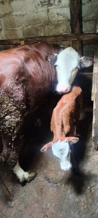 Продам корову первотелка, с теленком.