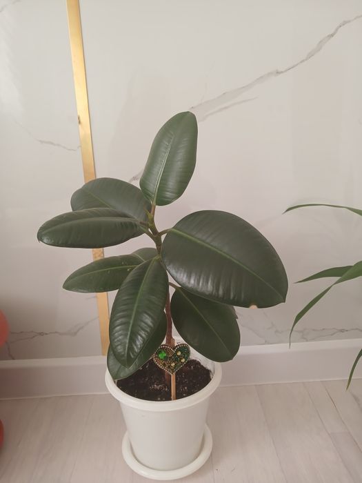 Фикус эластика сатылымда