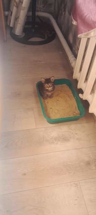 Кому надо  котят
