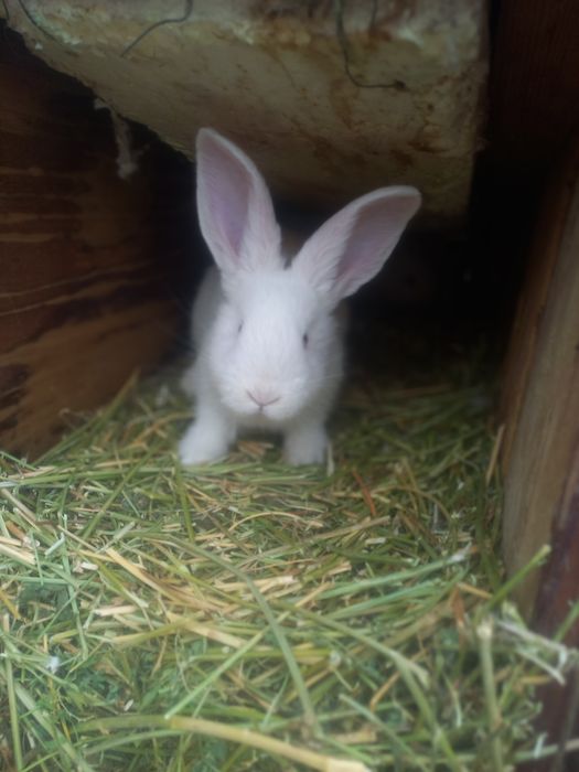 Кролики породы Фландер