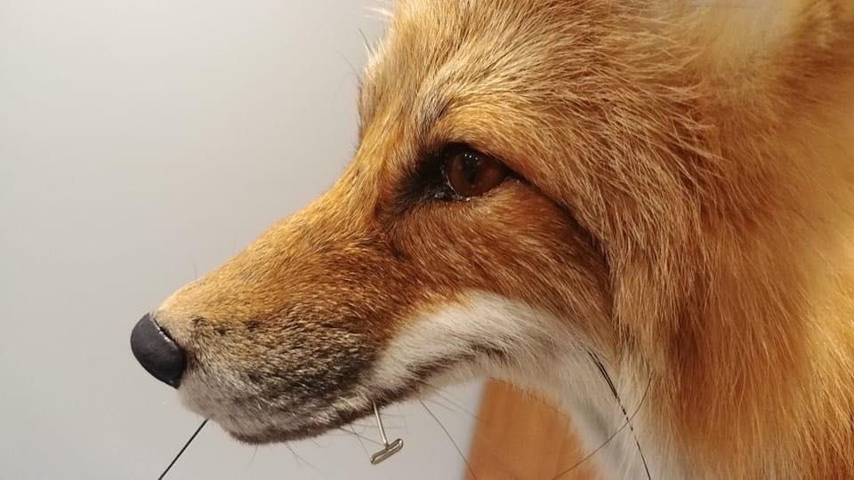 Препариране на птици и бозаиници