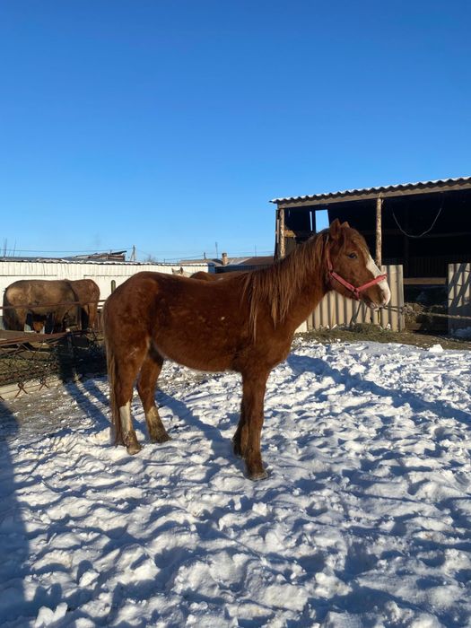 Дөнен сатылады Доскей