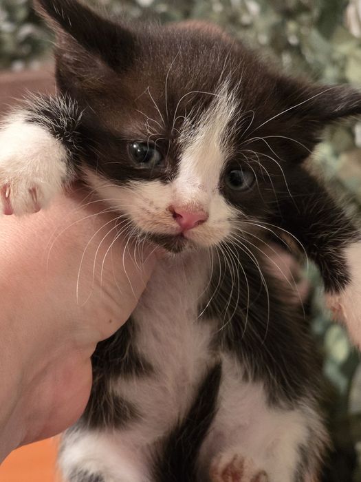 Котята вислоухие в добрые руки
