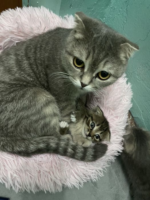 Отдам котят в добрые руки