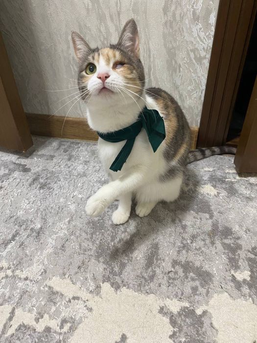 Трехцветная счастливая кошечка. Бесплатно! На участок. Стерелизована