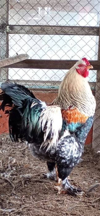 Әтеш,  қораз. Петухи