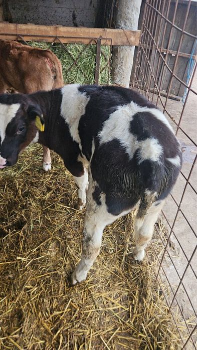 Vând 5 vițele limuzin