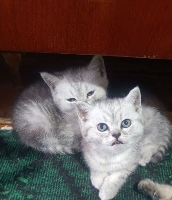 Срочно продаются котята